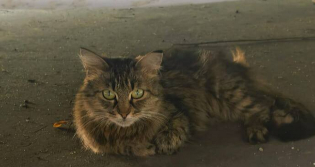 Siberian cat returns to the doghouse... - In good hands, Cat lovers, Kittens, Fluffy, cat, Homeless animals, No rating, Charity, Siberians, Pet the cat, Lost, Volunteering, Shelter, Overexposure, Veterinary, Good league, Longpost