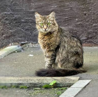 Siberian cat returns to the doghouse... - In good hands, Cat lovers, Kittens, Fluffy, cat, Homeless animals, No rating, Charity, Siberians, Pet the cat, Lost, Volunteering, Shelter, Overexposure, Veterinary, Good league, Longpost