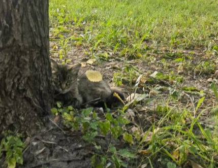 Кошечка Сибирячка возвращается в собачью будку... - В добрые руки, Кошатники, Котята, Пушистые, Кот, Бездомные животные, Без рейтинга, Благотворительность, Сибиряки, Погладь кота, Потеряшка, Волонтерство, Приют, Передержка, Ветеринария, Лига Добра, Длиннопост