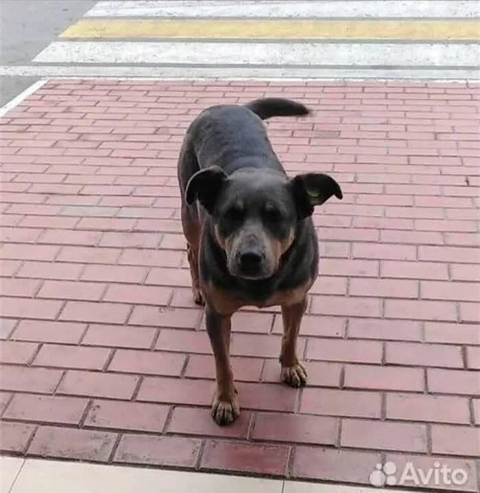 The dog is in good hands. In very good hands. I work as an operator at a gas station, when I first got a job, 3 months ago, there was one dog there - My, Pets, Animals, In good hands, Helping animals, Longpost, Dog