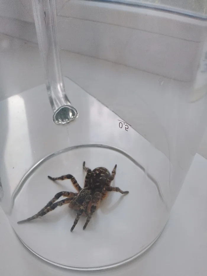 What kind of spider? - My, Who is this?, Siberia, Spider, Arachnids