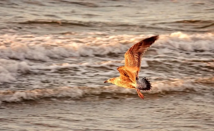 Seagull at sunset - My, The photo, Netherlands (Holland), Nature, Birds