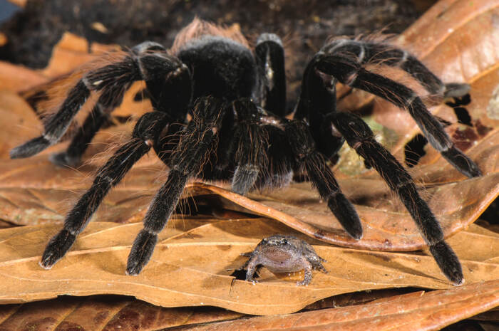 Cats spiders - Biology, Spider, Frogs, Zoology, Symbiosis, Tarantula, Animals, Telegram (link)