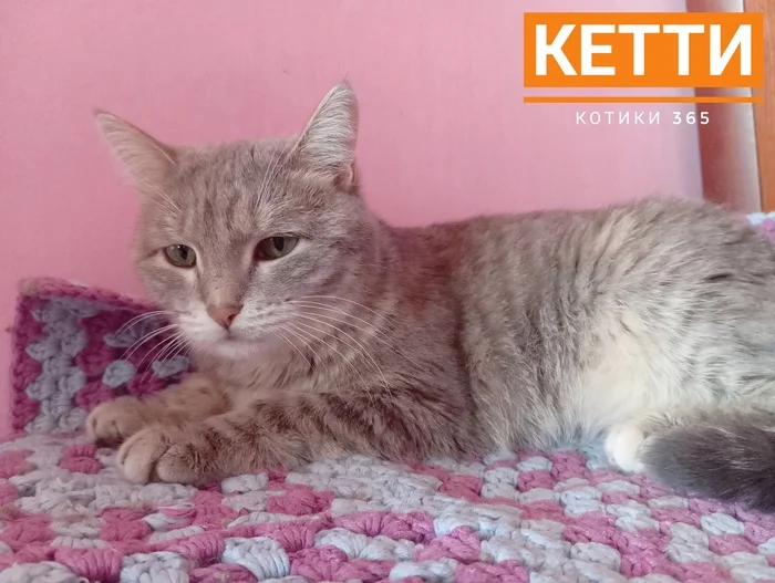 Ketty 08/17/2024 - Cat lovers, cat, Pet the cat, Homeless animals, Shelter