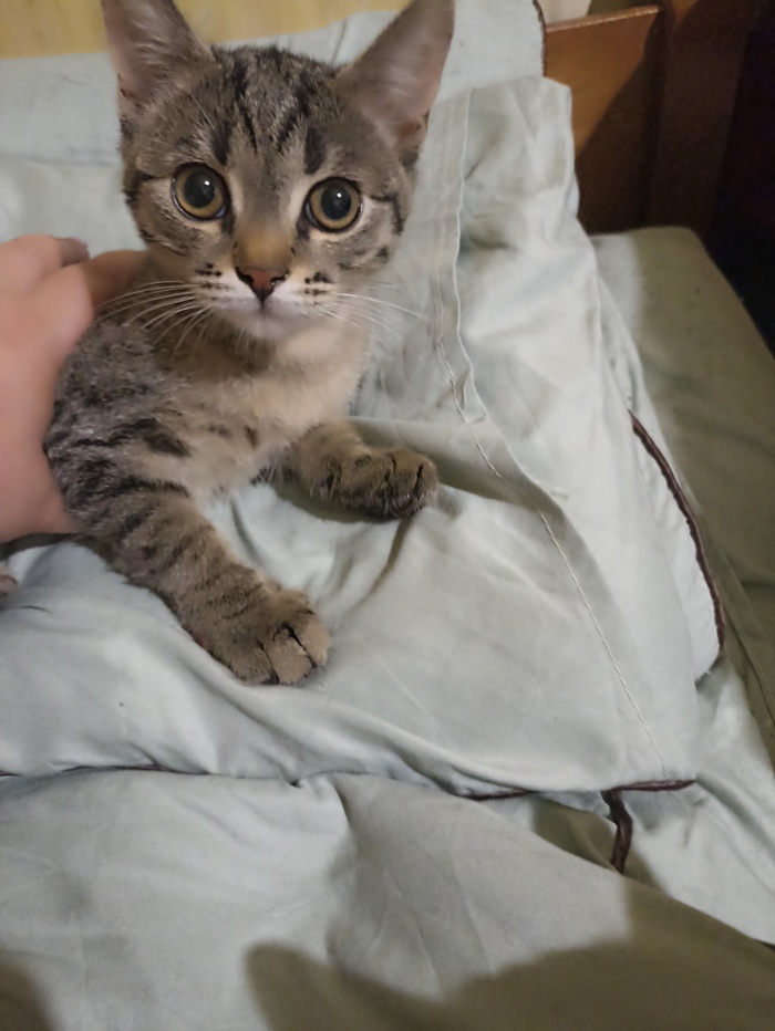     "       " , ,   ,  ,  ,  ,   , 