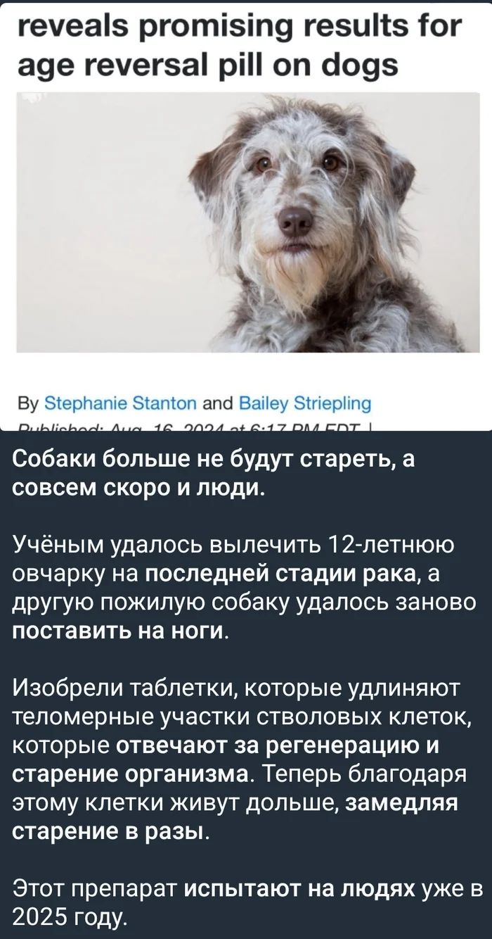 That case when being a stooped dog becomes not an insult, but a desire - Picture with text, news