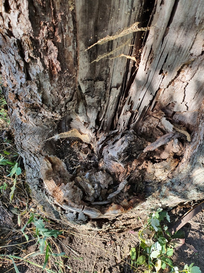 Раньше помню под корой жили муравьи, а теперь их нет, бегут с дроравля.