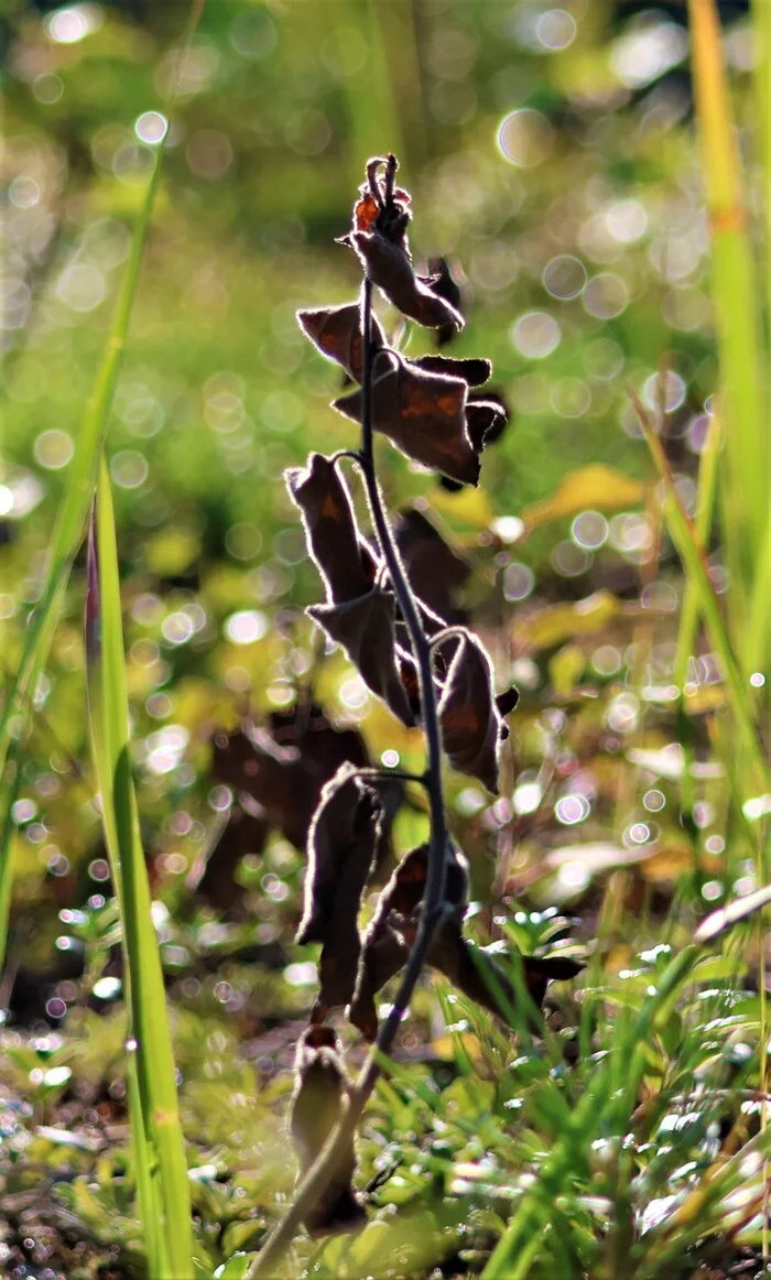 Morning...Dew... - My, The photo, Nature, Morning, Dew