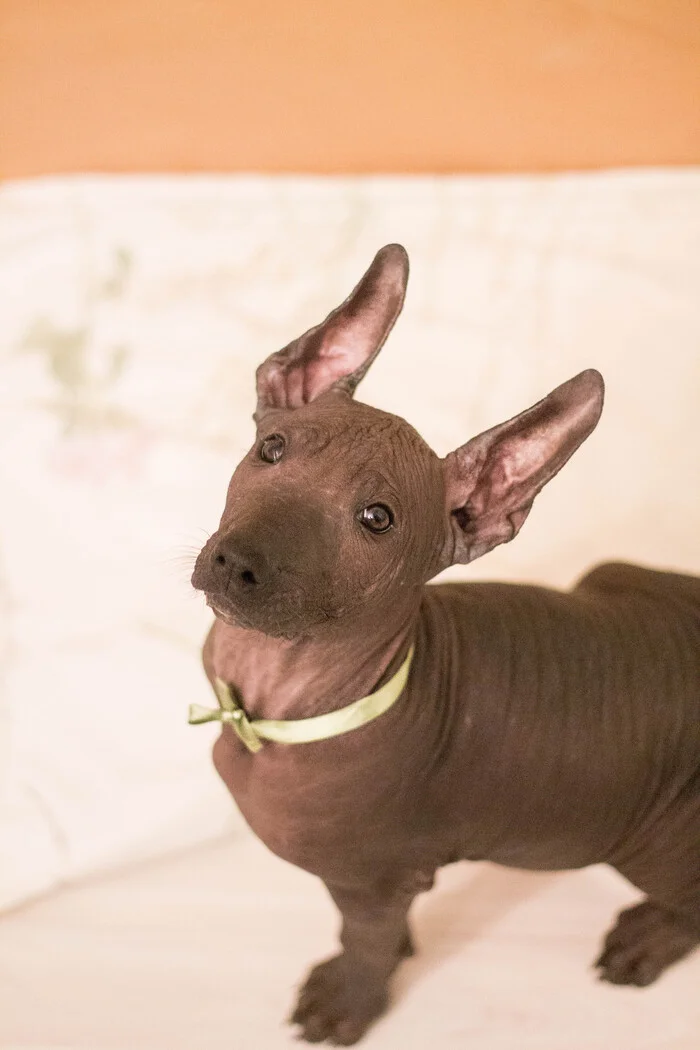 Our pet, it was then - My, It Was-It Was, A wave of posts, Family, Dog, Xoloitzcuintli, Longpost, Pets, The photo