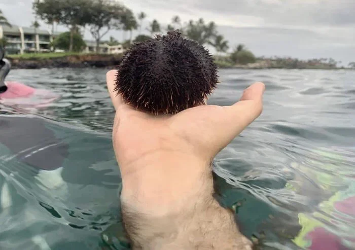 What voluminous hair......wait - It seemed, Afro, Sea urchin, Fullness, Suddenly, The photo