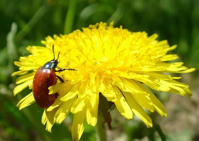 The dandelion bloomed, somewhere in the grass... And summer... - My, Poems, Summer, Nature, Insects, Dandelion, Ants, Birds