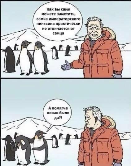 Now calm down yourself - Humor, Picture with text, Penguins