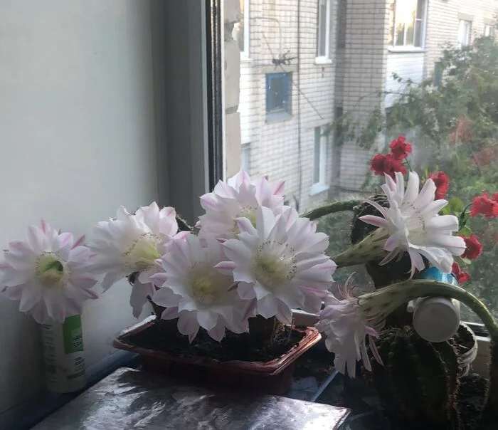 The cactus has blossomed - My, Flowers, Cactus, Bloom