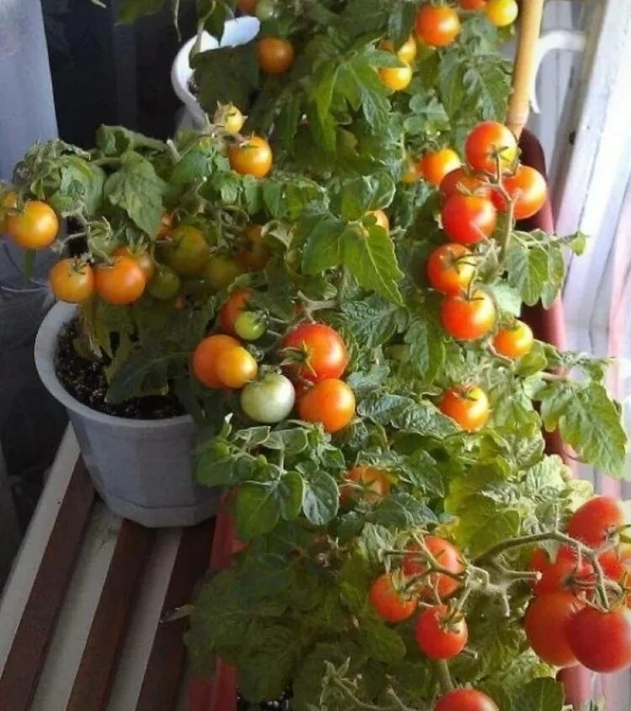 My tomatoes on the windowsill - My, Tomatoes, Plants, Vegetables, The photo, Growing, Nature