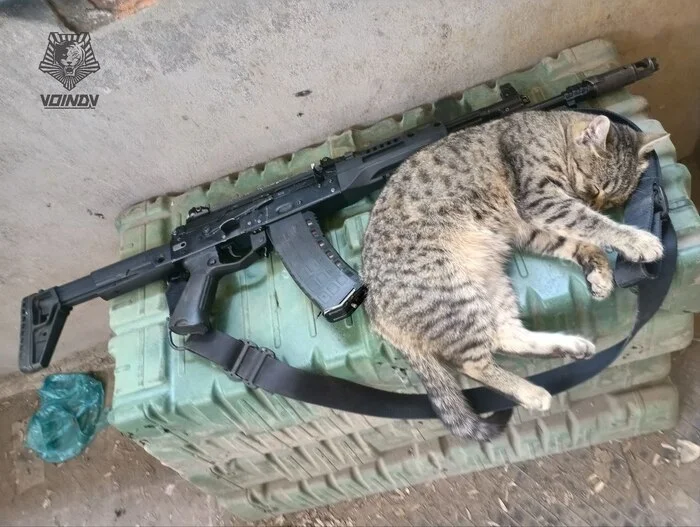 The soldier is sleeping, the service is in progress - cat, Pet the cat, Kalashnikov assault rifle, Dream