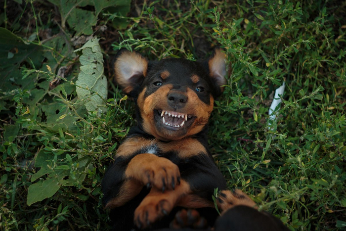 Да не злюсь я! Просто улыбка у меня такая!