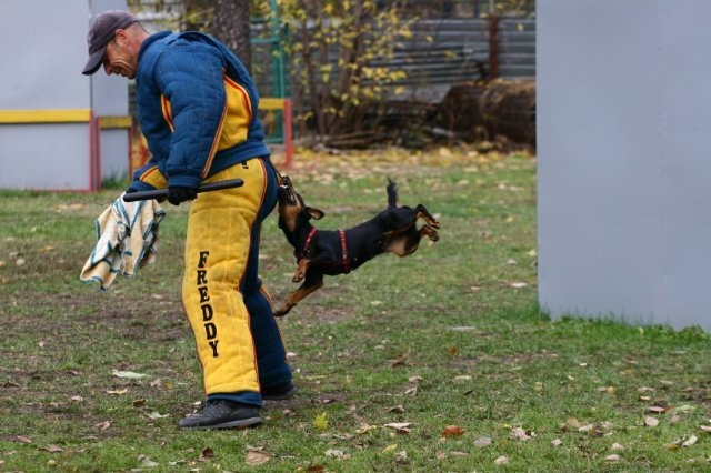 Jagdterrier: A breed that brings death and chaos. The ideal killer among dogs that will drive even a bear - Jagd terrier, Dog, Animals, Yandex Zen, Yandex Zen (link), Longpost