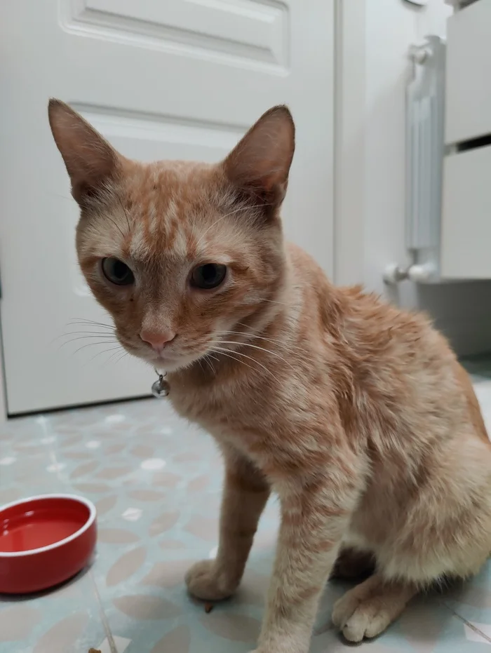 Red cat found, Almaty - My, Search for animals, Lost cat, cat, Found a cat, Helping animals, Pets, Almaty