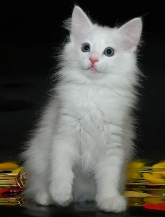 Pussy magician - My, Animals, cat, Siamese cat, Turkish angora, Thai cat, Longpost