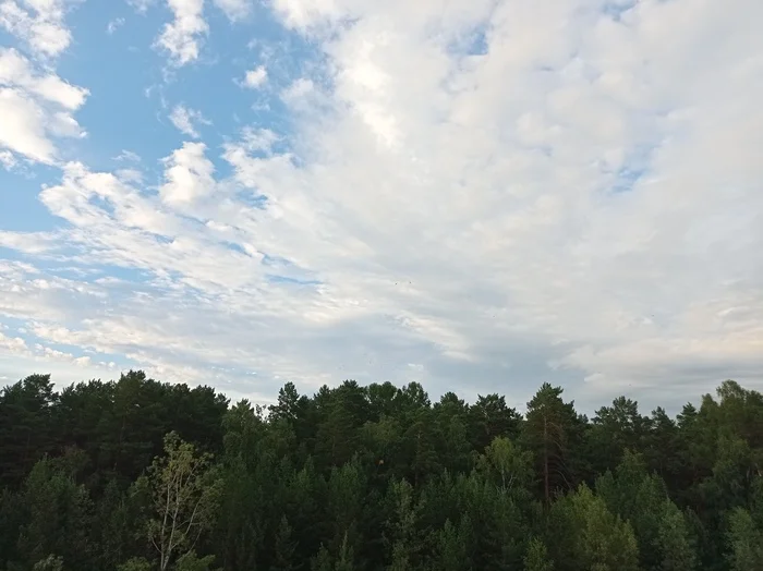 Семейство ястребиных - Моё, Птицы, Хищные птицы, Коршун, Фотография