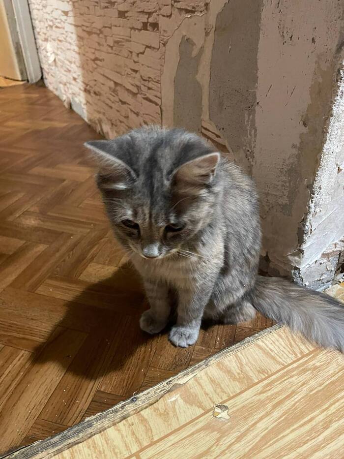 A cat has disappeared, the village of Zagoryansky, Moscow region! - My, cat, The missing, Moscow region, Longpost