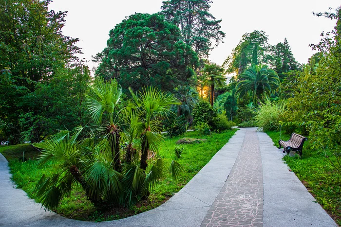 Along the alley towards sunset... - My, The photo, Nikon, Nature, Landscape, Sunset, Sochi, Arboretum, Alley, The park, Palm trees, Beautiful view