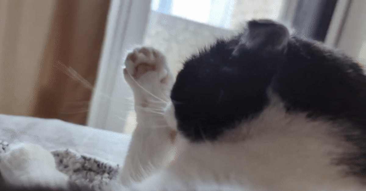 What a twist - My, cat, Funny, Humor, Milota, GIF