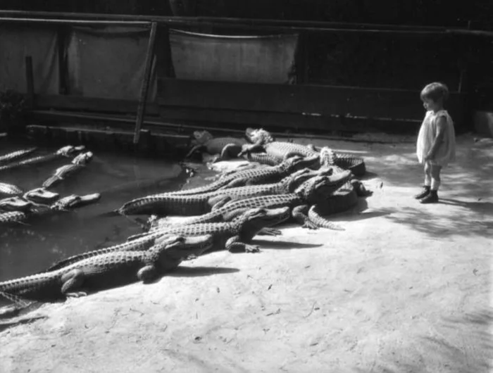 Is the story true about George Carlin saving future actress Nancy Allen from crocodiles? - My, Crocodiles, George Carlin, Comedian, Stand up, Actors and actresses, Alligator, The photo, Images, Life stories, Person, Facts, Проверка, Research, Informative, People, Zoo, Longpost, Black and white photo