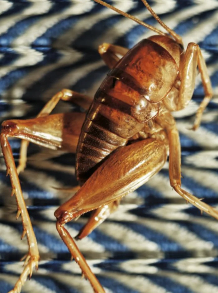 Food of our future: insects, herbs and meatless burgers “rare” - Nutrition, Food, Future, Proper nutrition, Telegram (link), Longpost