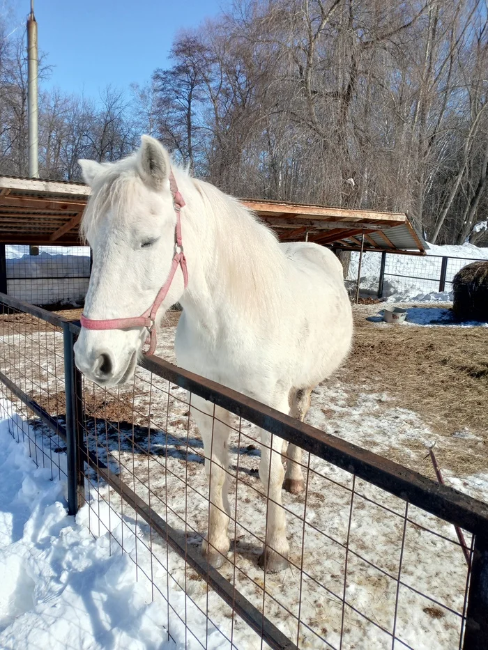 Good evening - My, Greetings, Kindness, Horses, The photo