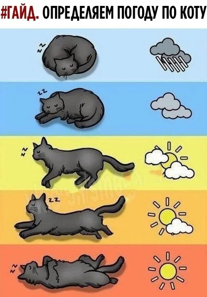 And a little about the weather... - Hyde, Picture with text, Forecasters, cat