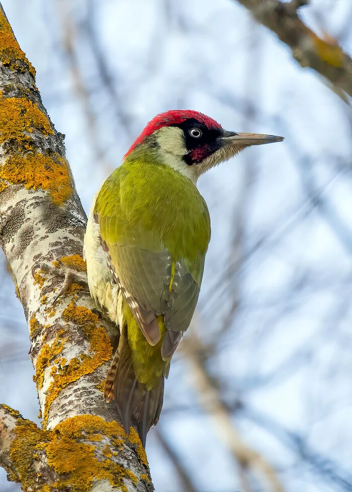 Green woodpecker. Rare and spectacular - Birds, Woodpeckers, Bird watching, In the animal world, Informative, Want to know everything, Description, Yandex Zen (link), Longpost, Moscow, Russia