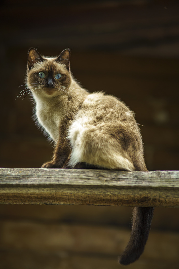 Томский дворянин