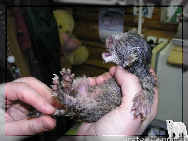 Sonny's story - Small cats, Pallas' cat, Wild animals, Zoo, Predatory animals, The photo, Leningrad Zoo, Young, Repeat, Cat family, Video, Longpost