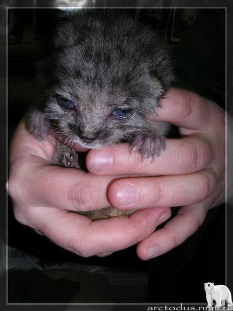 Sonny's story - Small cats, Pallas' cat, Wild animals, Zoo, Predatory animals, The photo, Leningrad Zoo, Young, Repeat, Cat family, Video, Longpost