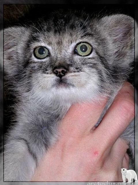 Sonny's story - Small cats, Pallas' cat, Wild animals, Zoo, Predatory animals, The photo, Leningrad Zoo, Young, Repeat, Cat family, Video, Longpost