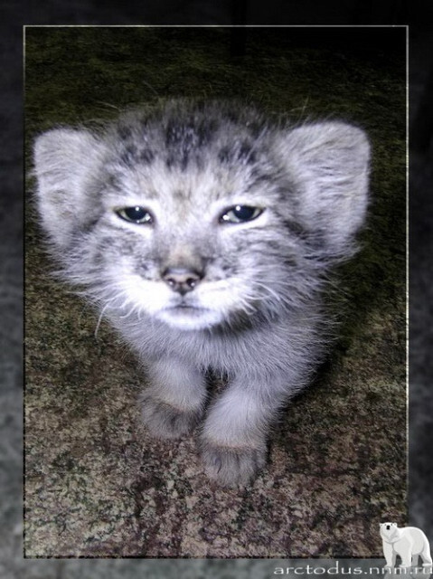 Sonny's story - Small cats, Pallas' cat, Wild animals, Zoo, Predatory animals, The photo, Leningrad Zoo, Young, Repeat, Cat family, Video, Longpost