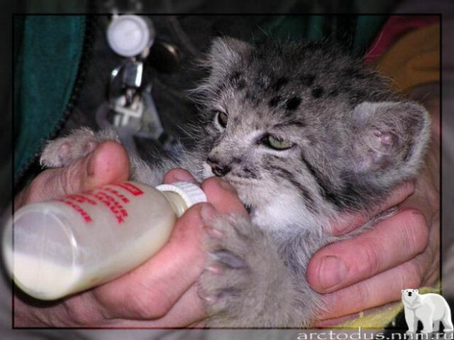 Sonny's story - Small cats, Pallas' cat, Wild animals, Zoo, Predatory animals, The photo, Leningrad Zoo, Young, Repeat, Cat family, Video, Longpost