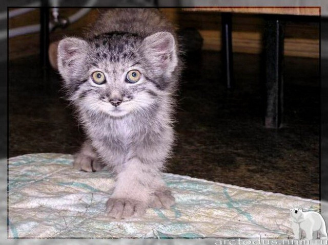 Sonny's story - Small cats, Pallas' cat, Wild animals, Zoo, Predatory animals, The photo, Leningrad Zoo, Young, Repeat, Cat family, Video, Longpost