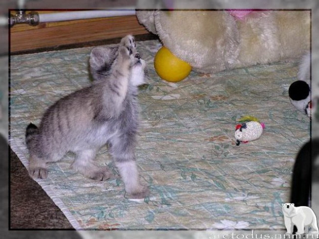 Sonny's story - Small cats, Pallas' cat, Wild animals, Zoo, Predatory animals, The photo, Leningrad Zoo, Young, Repeat, Cat family, Video, Longpost