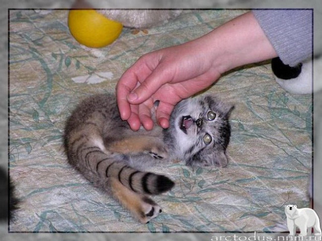 Sonny's story - Small cats, Pallas' cat, Wild animals, Zoo, Predatory animals, The photo, Leningrad Zoo, Young, Repeat, Cat family, Video, Longpost