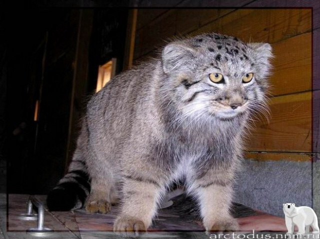 Sonny's story - Small cats, Pallas' cat, Wild animals, Zoo, Predatory animals, The photo, Leningrad Zoo, Young, Repeat, Cat family, Video, Longpost