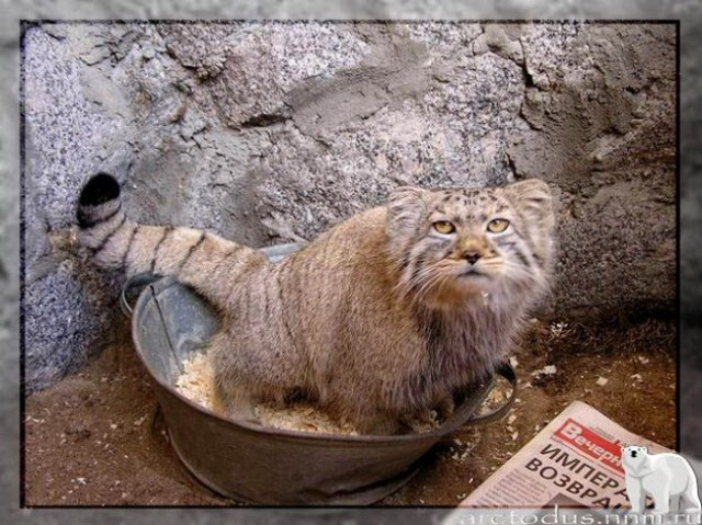 Sonny's story - Small cats, Pallas' cat, Wild animals, Zoo, Predatory animals, The photo, Leningrad Zoo, Young, Repeat, Cat family, Video, Longpost