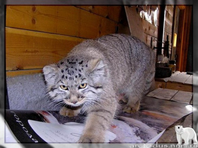 Sonny's story - Small cats, Pallas' cat, Wild animals, Zoo, Predatory animals, The photo, Leningrad Zoo, Young, Repeat, Cat family, Video, Longpost