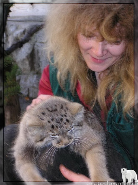 Sonny's story - Small cats, Pallas' cat, Wild animals, Zoo, Predatory animals, The photo, Leningrad Zoo, Young, Repeat, Cat family, Video, Longpost