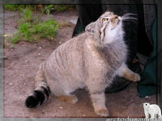 Sonny's story - Small cats, Pallas' cat, Wild animals, Zoo, Predatory animals, The photo, Leningrad Zoo, Young, Repeat, Cat family, Video, Longpost