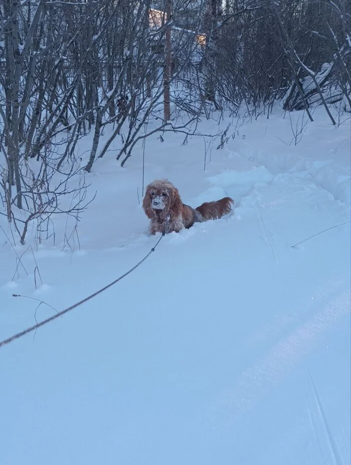 Gandalf, why not on eagles? - My, Humor, Lord of the Rings, Dog, Walk, Winter, The photo