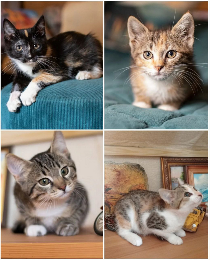 ��� ��������. ������. ������ ���� ���