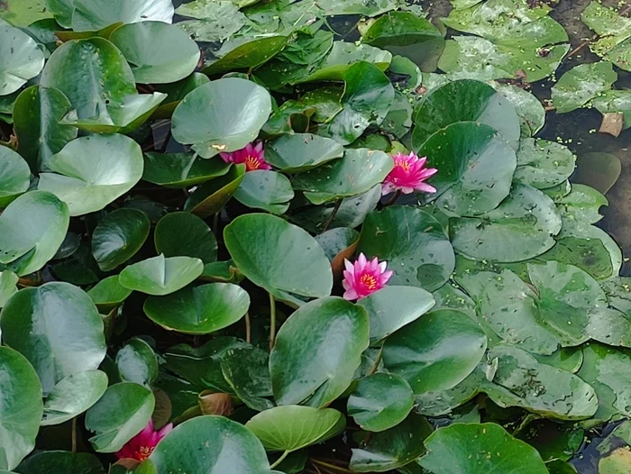 Water lilies - My, Flowers, beauty, Nature, Water lily, Bloom, Beautiful view, The photo