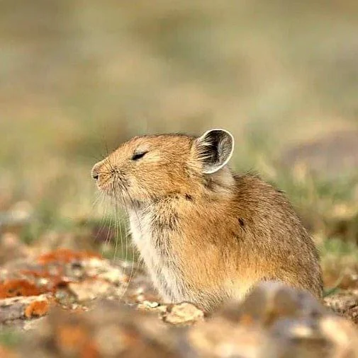 Altai pika - Pika, Sailyugem National Park, Altai Republic, Wild animals, wildlife, The photo, Telegram (link), Longpost